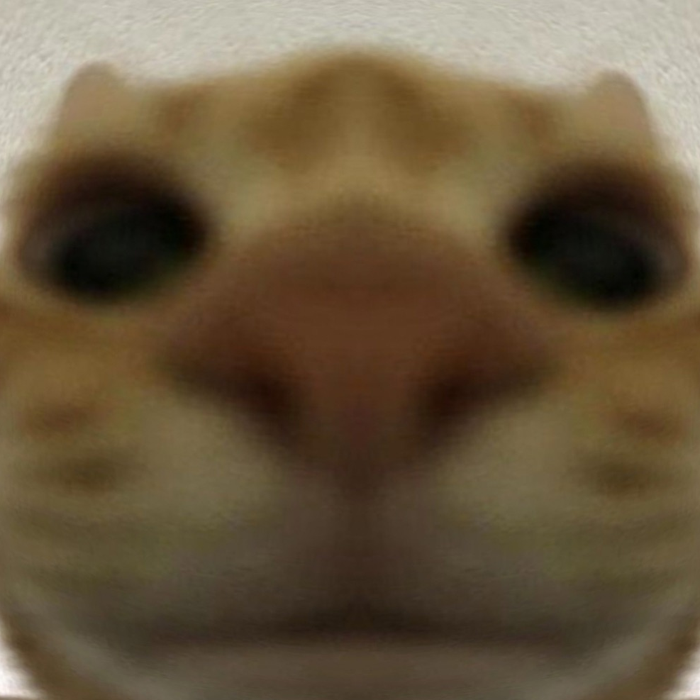 An image of a cat.